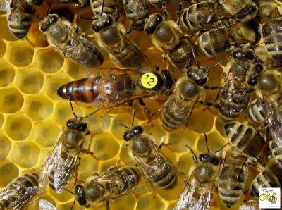 apis_m_carnica_yelow.jpg