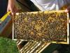 Click to view brood_t1.jpg